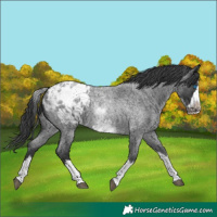 Horse Color:White Spotted Blue Roan Splash Frame Blanket