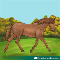 Horse Color:Chestnut 