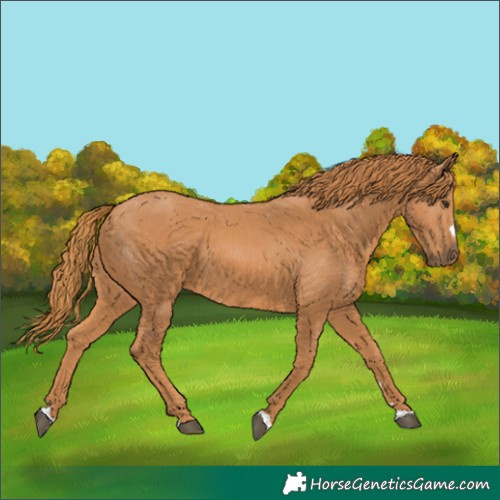Horse Color:Chestnut 