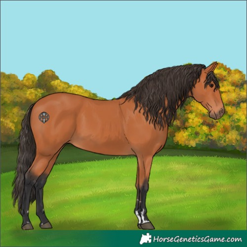 Horse Color:Bay 