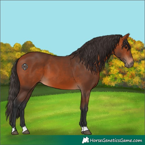 Horse Color:Bay 