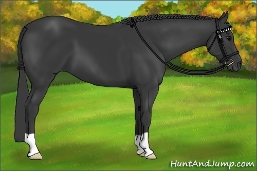 Horse Color:Black 