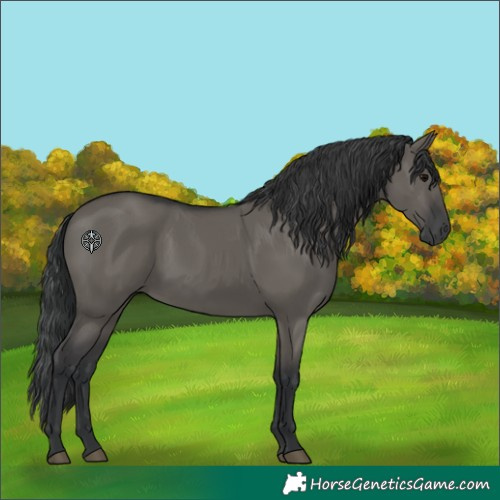 Horse Color:Grullo 