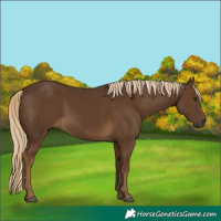 Horse Color:Gray Chocolate Palomino 