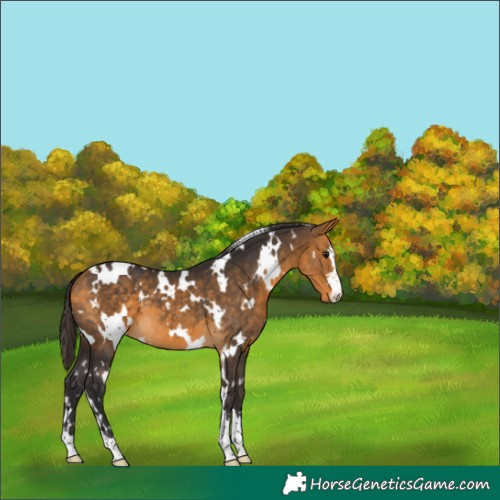 Horse Color:White Spotted Buckskin 