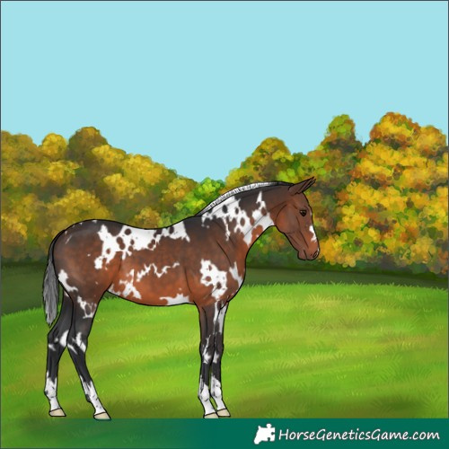 Horse Color:White Spotted Brown 