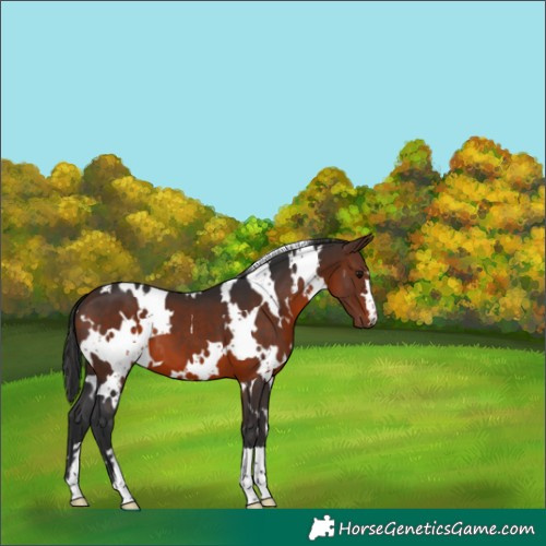 Horse Color:White Spotted Brown 