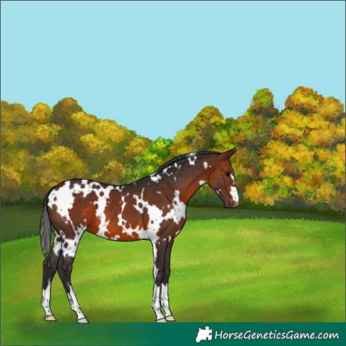 Horse Color:White Spotted Bay 
