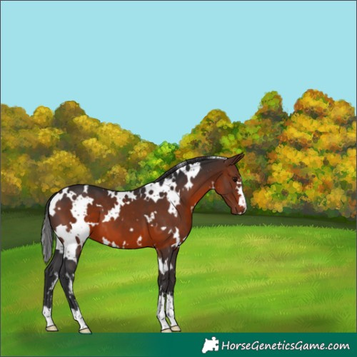 Horse Color:White Spotted Brown 