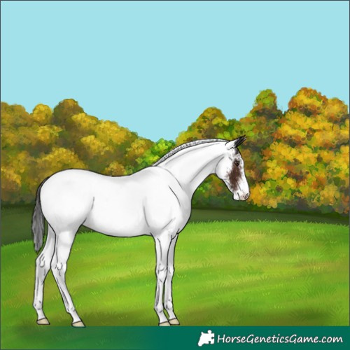 Horse Color:White Spotted Liver Chestnut 