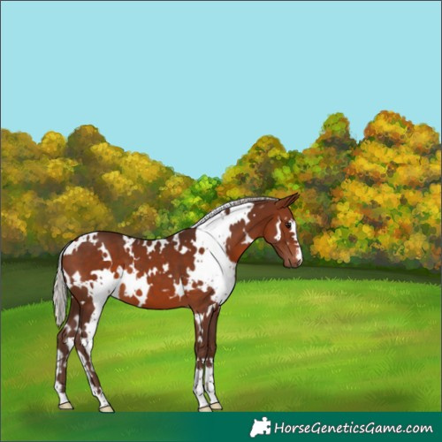 Horse Color:White Spotted Silver Bay 