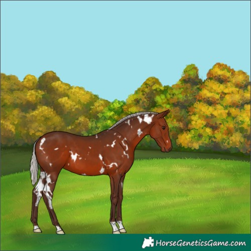 Horse Color:White Spotted Silver Brown 
