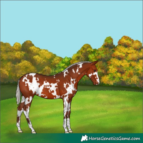 Horse Color:White Spotted Silver Bay 