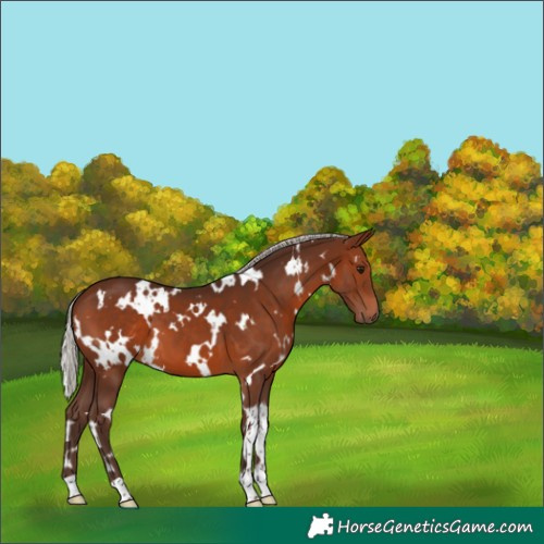 Horse Color:White Spotted Silver Brown 