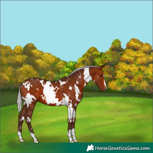 Horse Color:White Spotted Silver Bay 