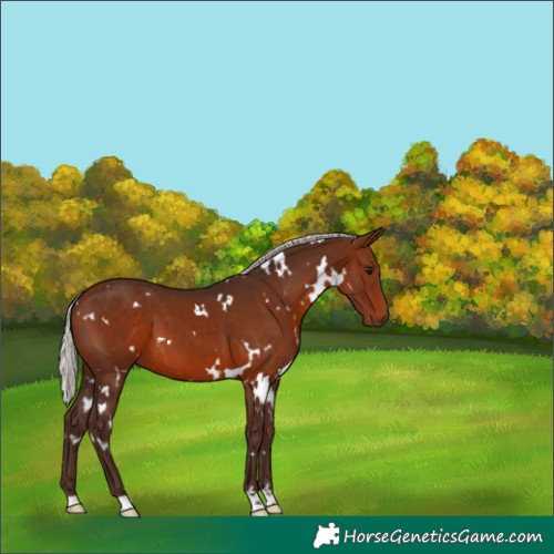 Horse Color:White Spotted Silver Bay 