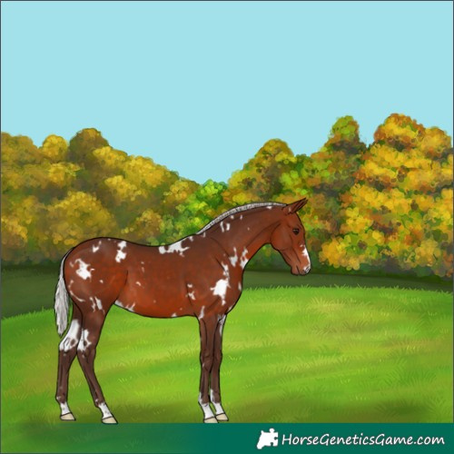 Horse Color:White Spotted Silver Bay 