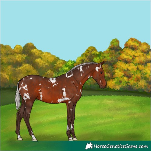 Horse Color:White Spotted Silver Brown 