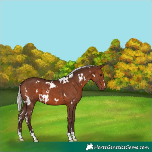 Horse Color:White Spotted Silver Bay 
