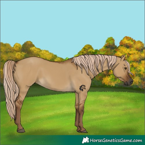Horse Color:Gray Chocolate Palomino Dun 