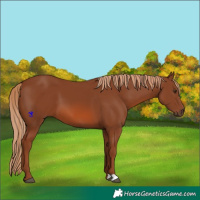 Horse Color:Chestnut 