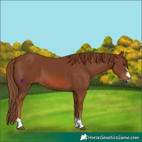 Horse Color:Chestnut 
