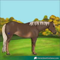 Horse Color:Gray Chocolate Palomino 