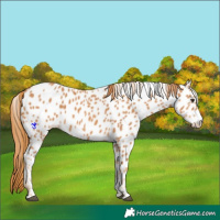 Horse Color:Chestnut Near Leopard 