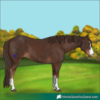 Horse Color:Liver Chestnut  and Liver Chestnut 
