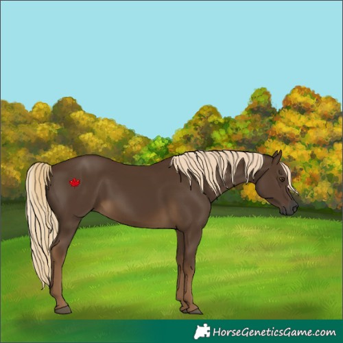 Horse Color:Gray Chocolate Palomino 