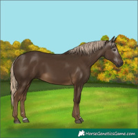 Horse Color:Gray Chocolate Palomino