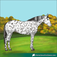 Horse Color:Grullo Appaloosa 