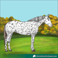 Horse Color:Grullo Appaloosa 