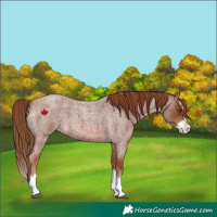 Horse Color:Red Roan Splash