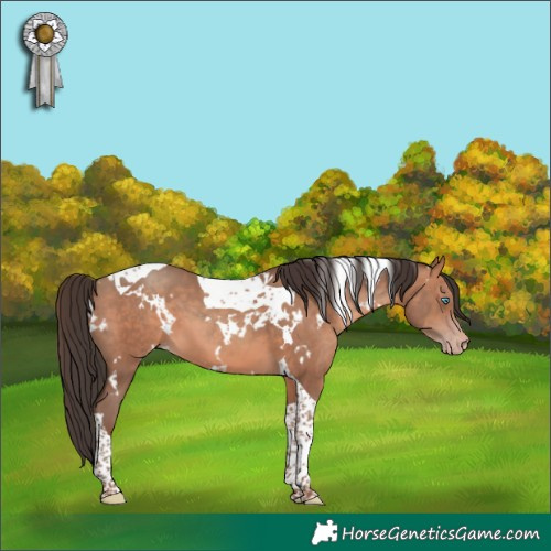 Horse Color:White Spotted Sable Champagne Tobiano 