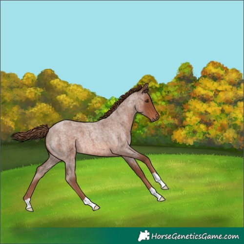 Horse Color:Red Roan 