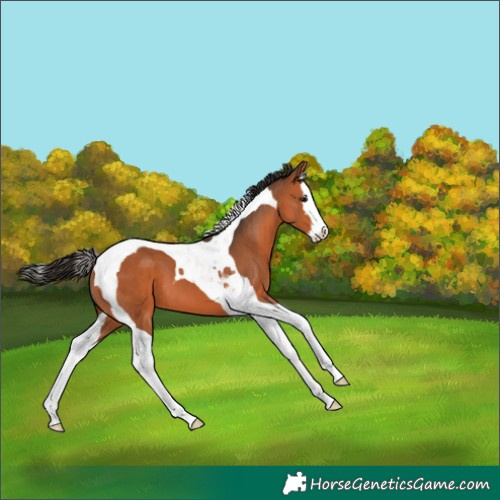 Horse Color:Bay Splash Tobiano 