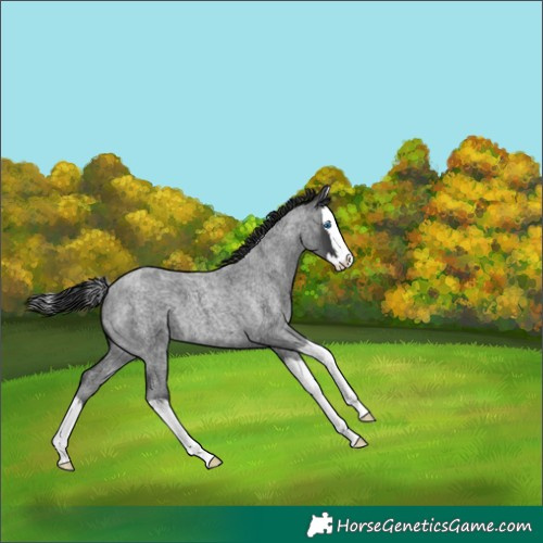 Horse Color:Blue Roan Splash 