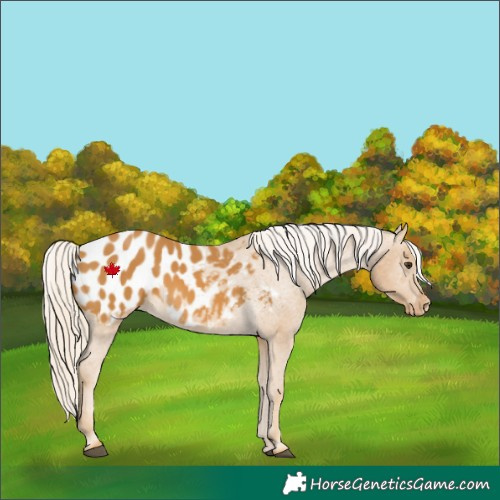 Horse Color:Palomino Appaloosa 