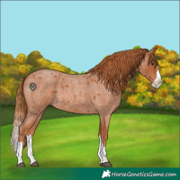 Horse Color:Red Roan Splash 
