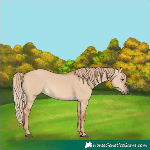Horse Color:Red Dun 
