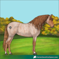 Horse Color:Red Roan 
