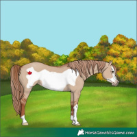 Horse Color:Red Dun Frame 