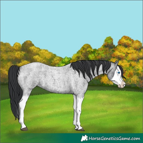 Horse Color:Blue Roan Splash 