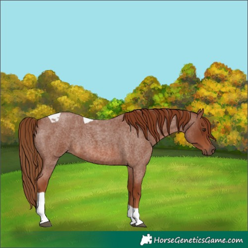Horse Color:Red Roan Tobiano 