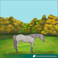 Horse Color:Grullo Varnish