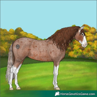 Horse Color:Red Roan Splash 