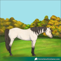 Horse Color:Buckskin Roan Dun 