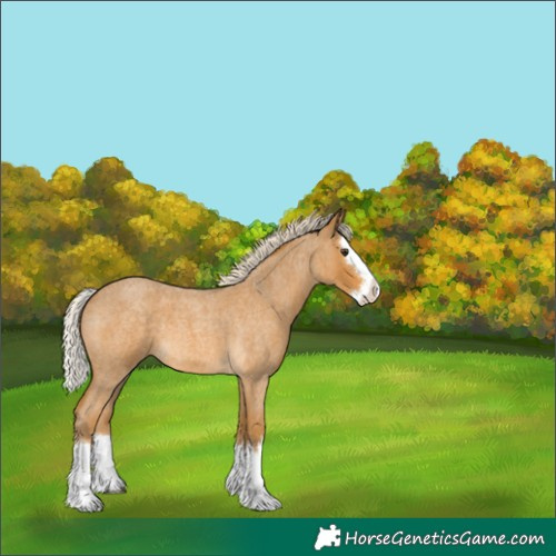 Horse Color:Palomino Roan Splash 