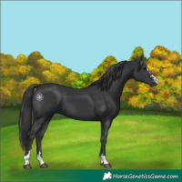 Horse Color:Black 